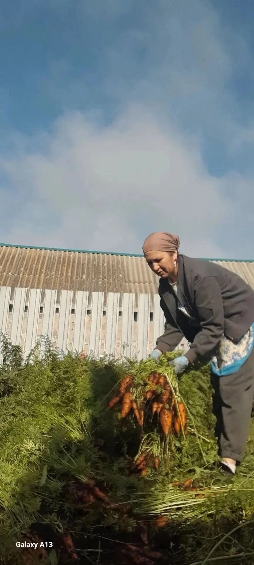  Подзаголовок: Социальные работники помогли подопечным с уборкой урожая и подготовкой участков к зиме.