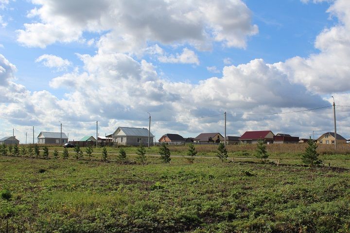 В Новошешминске высажено более 500 елей и сосен