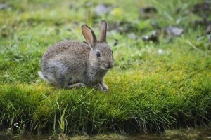 Задержан браконьер из Пестрецов, убивший девять зайцев