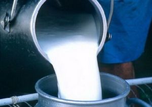 В Новошешминском районе выручка от реализации молока — около 960 тыс. рублей