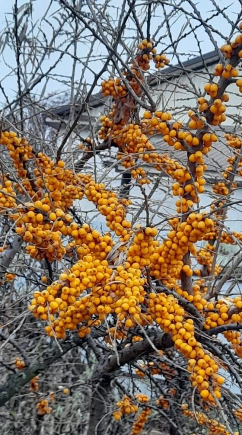 Чай с облепихой — ваш напиток для здоровья и энергии