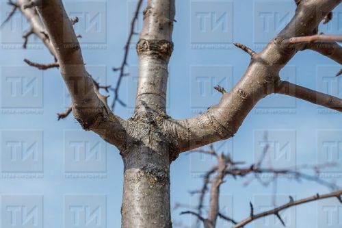 Эффективные методы борьбы с болезнями и вредителями весной: советы по обработке сада