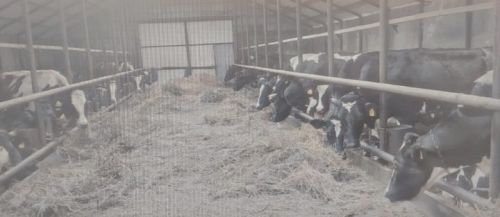 Цена молока остается на уровне 44 рублей