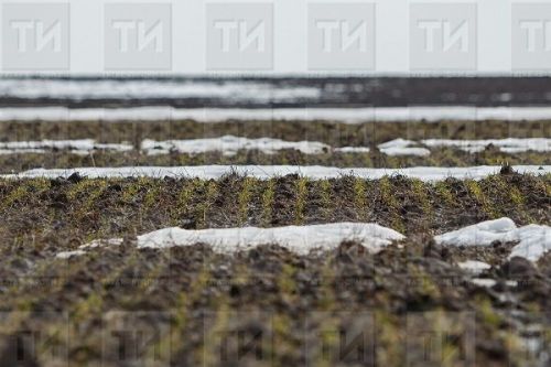 В Татарстане проведена оценка состояния озимых культур на этапе начала вегетационного периода