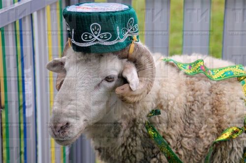 Курбан-байрам: во сколько обойдется покупка барана или коровы