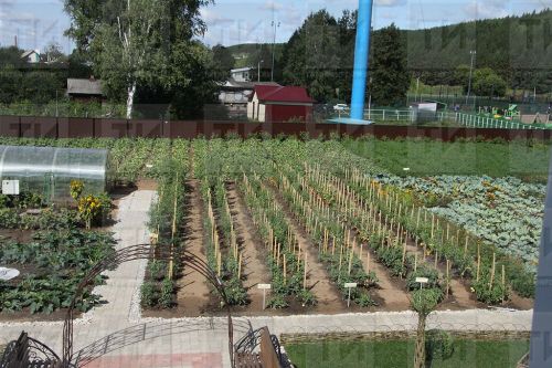 Июнь в саду и огороде: главные работы месяца