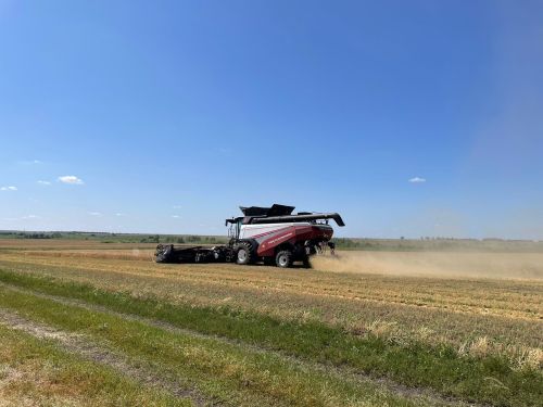 В ООО «АгроРаздолье» приступили к уборке зерновых культур