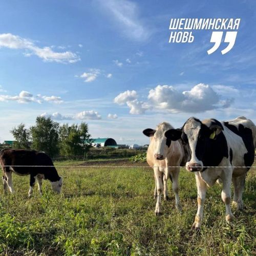 Лучшие доярки Новошешминского района