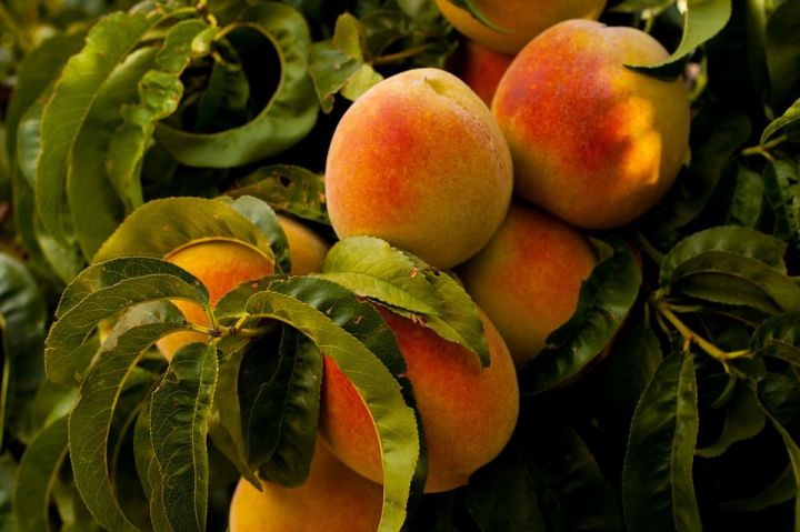 Россия ограничила поставки персиков и абрикосов из Македонии и Сербии