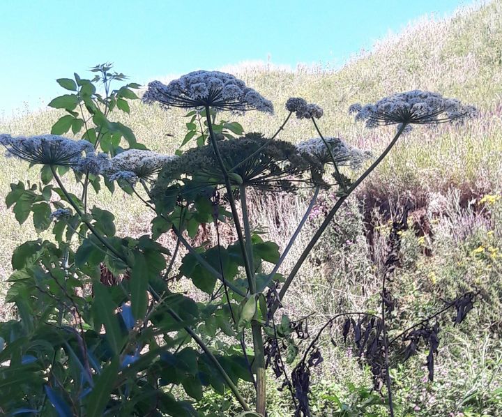 Борщевик Сосновского - опасное растение