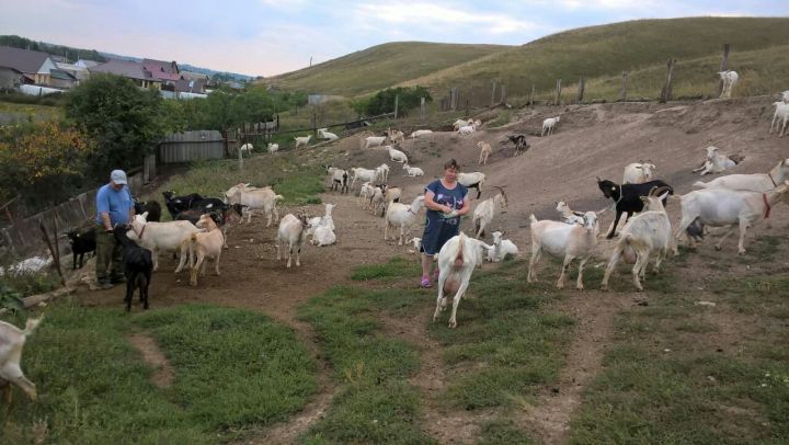 В личном подворье Мельниковых из Новошешминска содержатся 49 дойных коз