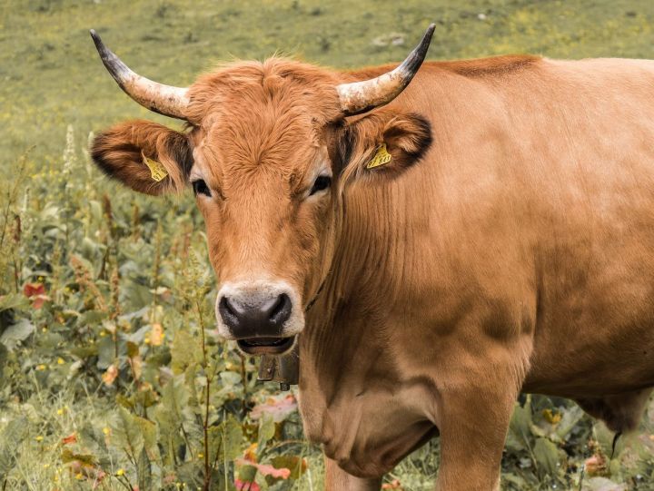 Лейкоз коров: что это такое, и где кроется опасность