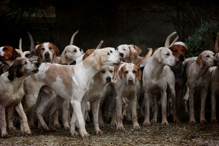 Собаки обглодали умершего от переохлаждения татарстанца