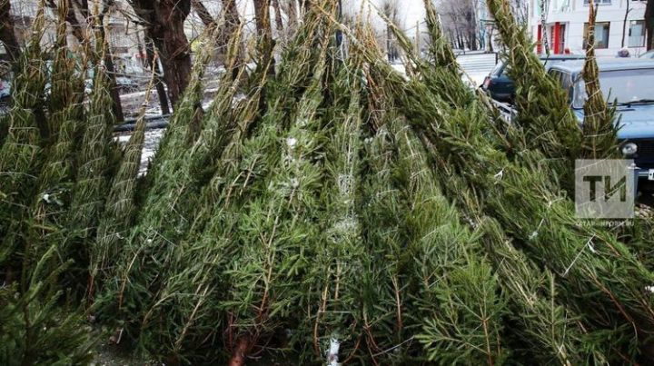 Минлесхоз Татарстана рекомендует покупать елки только на официальных елочных базарах