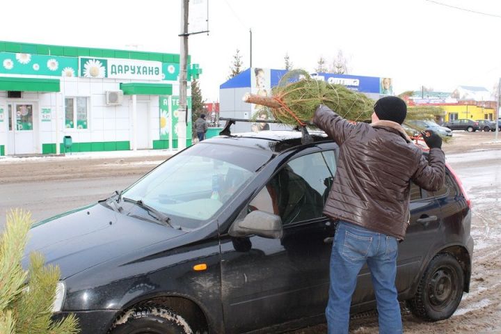 В Новошешминске началась продажа новогодних елок
