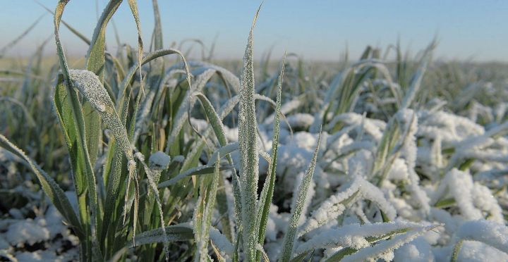 Сельхозпроизводители Татарстана получат компенсацию из федерального бюджета только за гибель застрахованных озимых