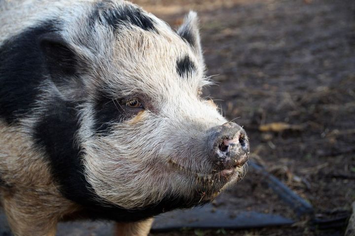 В Удмуртии голодные свиньи насмерть загрызли хозяйку