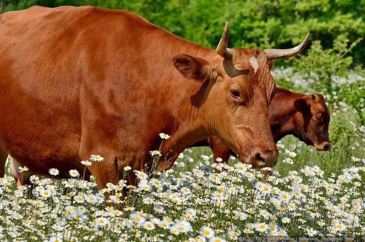Поголовье скота  у населения Новошешминского района сокращается