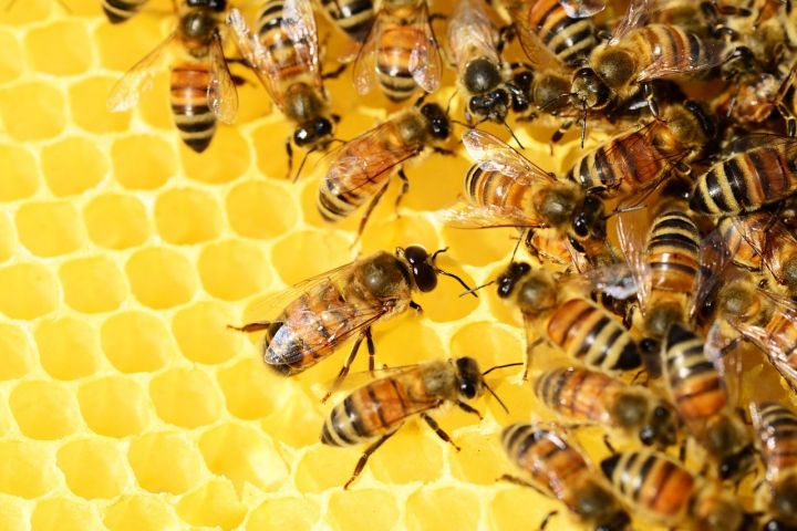 Фермеры заявили о массовой гибели пчел