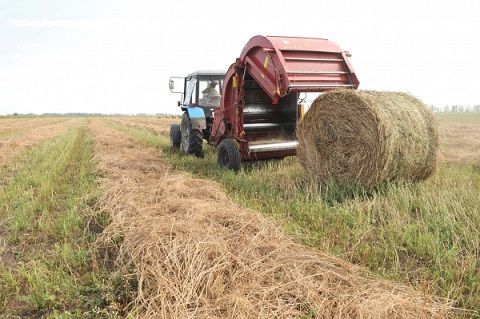 В Новошешминском районе  заготовлено  более 5 тысяч тонн сена