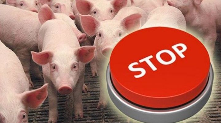 Глава Минсельхоза Татарстана о ситуации по африканской чуме свиней