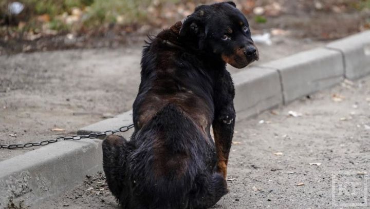 В Татарстане собаки растерзали четырехлетнего ребенка