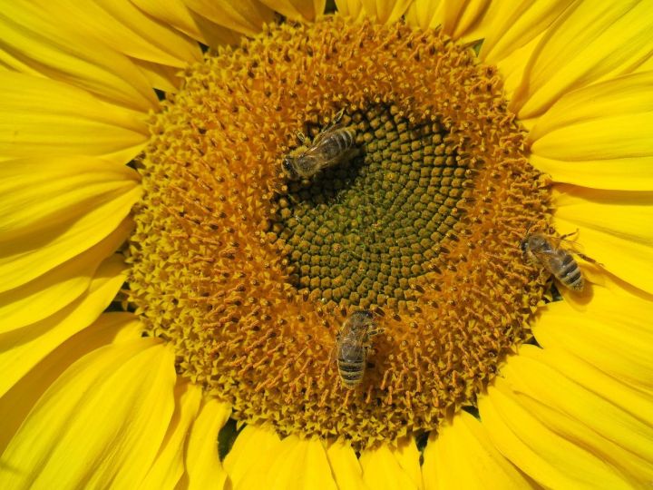 Ветеринарно-санитарные правила содержания пчел