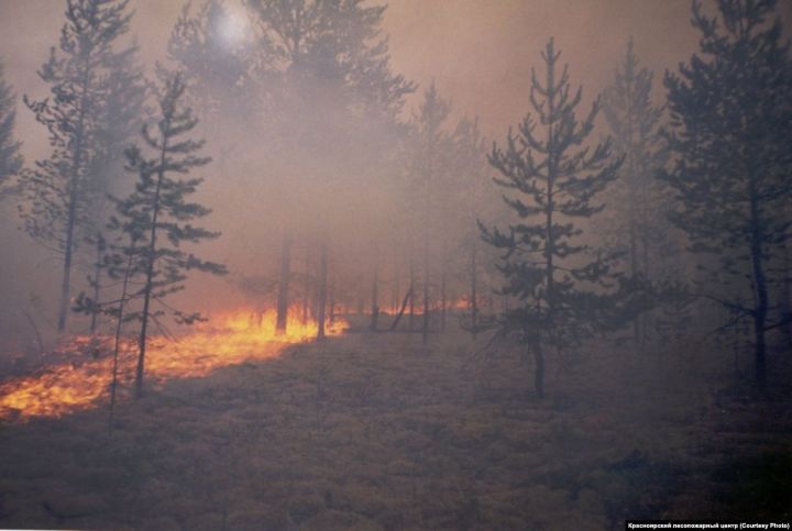 Ученые посчитали, сколько животных погибло в сибирских пожарах