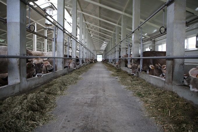 Молочное животноводство Татарстана переживает масштабную модернизацию, эта отрасль будет точкой роста в ближайшие годы