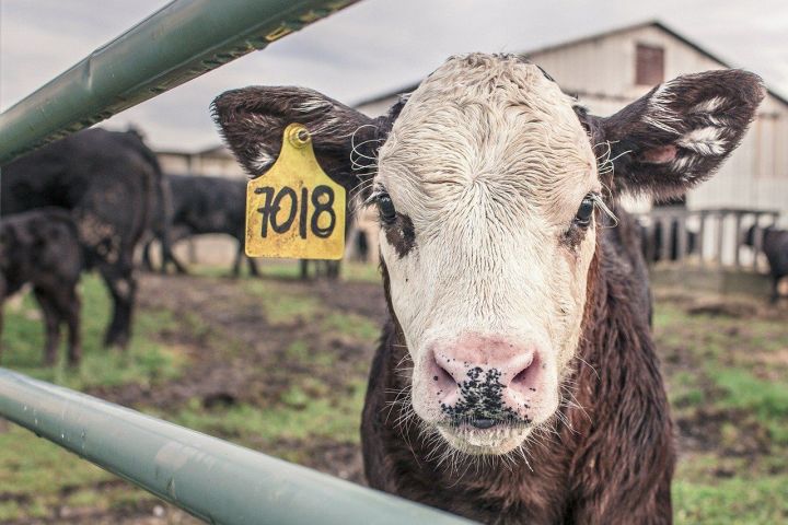 В сельхозформированиях Новошешминского района скот поставлен на зимне-стойловое содержание