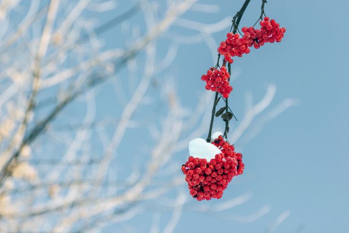 Клим Холодный: народный календарь на 8 декабря