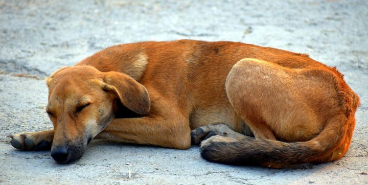 В Татарстане установлен норматив по количеству бездомных животных
