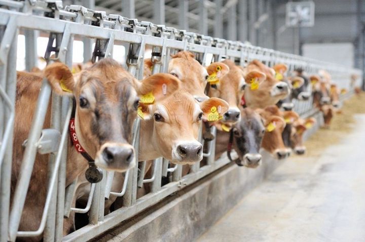 В Минсельхозпроде РТ подвели итоги животноводства за два первых месяца 2020 года