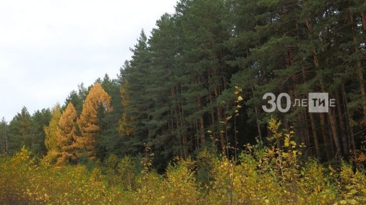 В 2019 году в Татарстане восстановили более 2,5 тыс. гектаров леса