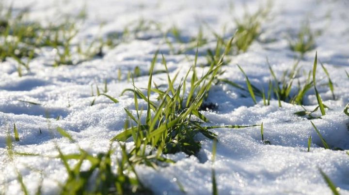 Вести с полей: Аграрии уверены, что выпавший в разгар весенне-полевых работ снег не нанесет вреда