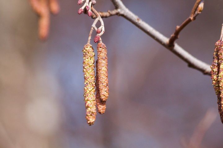 Народные приметы на 17 апреля