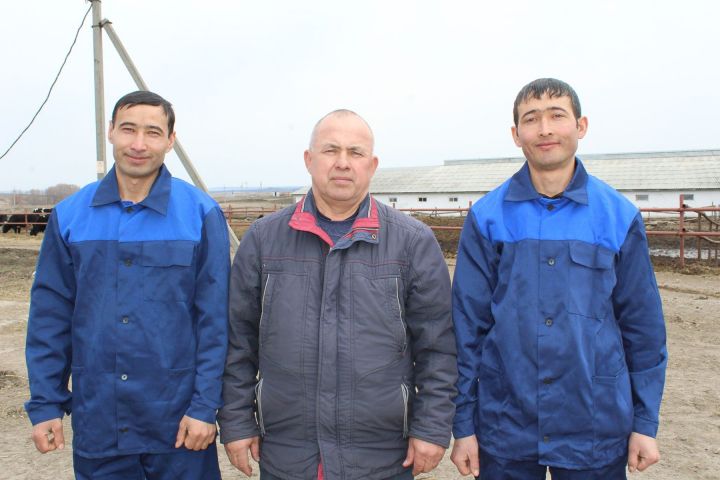 В обществе «Агро-Основа» Новошешминского района около 30 мужчин работают операторами машинного доения