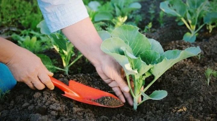 Сельчане Татарстана получили семена и рассаду овощных культур на 10 млн рублей