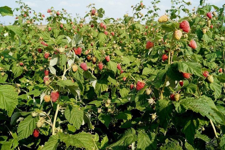 Малина: что нужно сделать в мае для получения крупных ягод