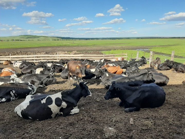 Все хозяйства Новошешминского района перевели скот в летние лагеря