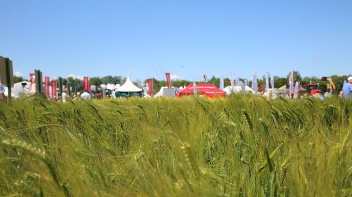 В июле в Татарстане планируется проведение масштабной сельхозвыставки "День поля - 2020"