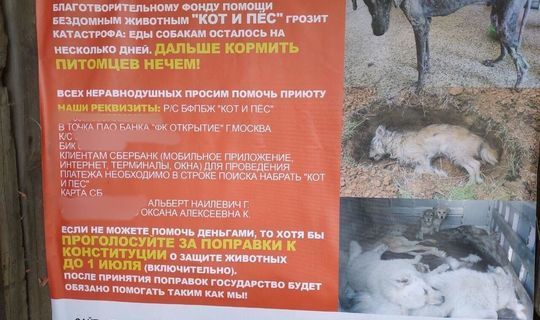 Казанские приюты для животных призывают неравнодушных проголосовать за поправки к Конституции РФ