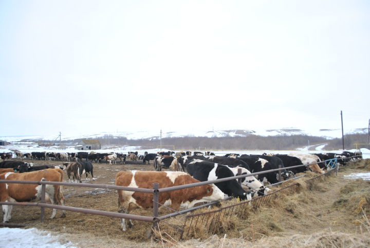 За 6 месяцев текущего года произведено 711 тыс. тонн молока, выращено скота и птицы 207,4 тыс. тонн