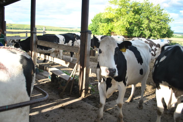 Новошешминские фермеры от продаж молока ежедневно получают около 1.8 млн. рублей