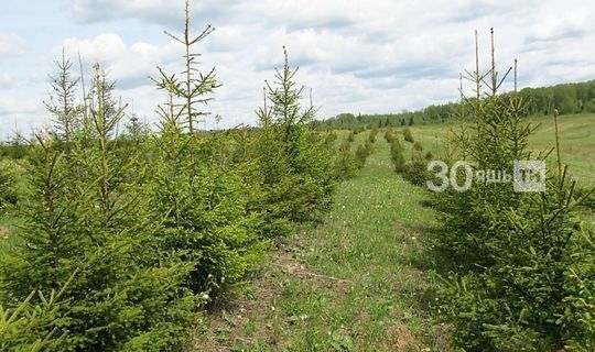 По национальному проекту «Экология» в Татарстане восстановлено почти 1000 га лесных площадей