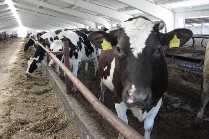 Владельцы дойного поголовья скота Новошешминского района получили субсидии