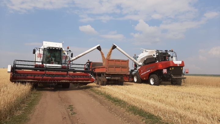 В ряде хозяйств Новошешминского района урожайность зерна составляет более 50 центнеров с гектара