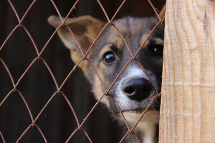 Вниманию жителей: В Новошешминском районе объявлен месячник отлова бродячих собак
