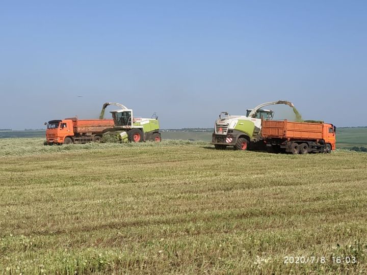 Сельхозформирования Новошешминского района сена заготовили с хорошим запасом