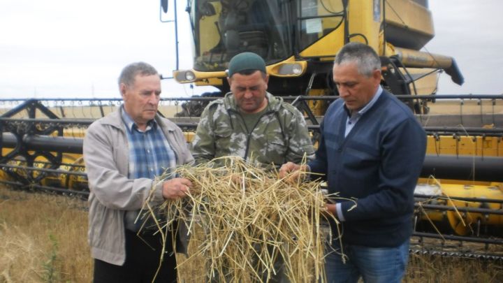 Эксперт Новошешминского райсельхозуправления Хафиз Залаков: «В этом году урожайность зерна значительно выше прошлых лет»